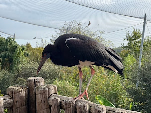 Photo n°13 de La Réserve des Hippopotames à Saint-Aignan ()