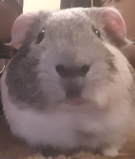 Pet Supply Store «Petco Animal Supplies», reviews and photos, 8551 S Howell Ave, Oak Creek, WI 53154, USA