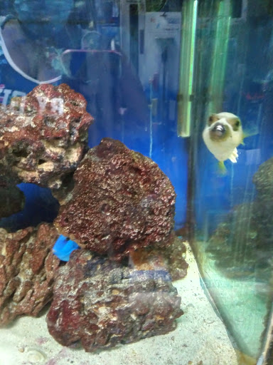 Pet Store «Brooklyn Zoo & Aquarium Pet Store», reviews and photos, 2377 Ralph Ave, Brooklyn, NY 11234, USA