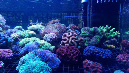 Tropical Fish Store «Aquatic Treasures», reviews and photos, 3211 N Tenaya Way #107, Las Vegas, NV 89129, USA