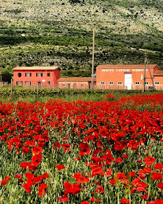 Cataldi Madonna - Vini Concettuali Località Madonna del Piano, Ofena AQ, Italia
