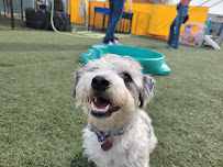 Custom-K9 Dog Training & Boarding - Photo 8 - Car repair in South San Francisco, CA, Daly City