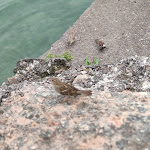 Photo n°3 de l'avis de Stefano.u fait le 19/08/2021 à 10:10 sur le  Mamacita Cafè - Sweet & Salty à Salò