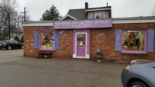 Caring About the Strays Cats