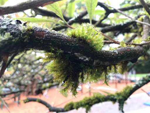 Park «Zumdieck Park», reviews and photos, 1500 108th Ave NE, Bellevue, WA 98004, USA