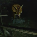 Photo n°4 de l'avis de Maria.n fait le 02/11/2019 à 07:51 sur le  Ristorante La Fenice à Zafferana Etnea