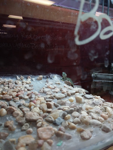 Pet Store «Forever Pets Inc», reviews and photos, 1030 Basse Rd, San Antonio, TX 78212, USA