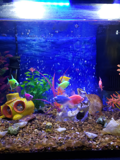 Pet Store «Pet Town», reviews and photos, 7804 Florence Ave, Downey, CA 90240, USA