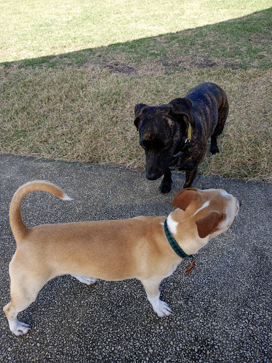 Park «Al Helms Dog Park», reviews and photos, 1022 Balboa Ave, Panama City, FL 32401, USA