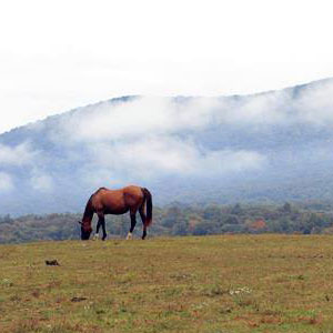Horseback Riding Service «Secret Passage Ranch», reviews and photos, 321 Spring Mountain Way, Fort Valley, VA 22652, USA