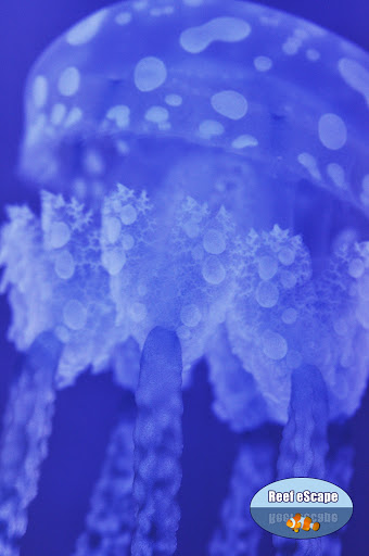 Tropical Fish Store «Reef eScape», reviews and photos, 11141 Lee Hwy, Fairfax, VA 22030, USA