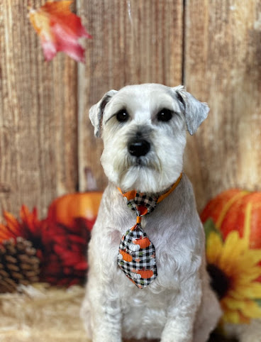 Dogue Grooming & Pet Boutique by null