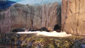 Aquarium of the Pacific - photo 50