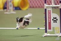 The Fine Canine, Bloomington - Photo 6 - Car repair in , Bloomington