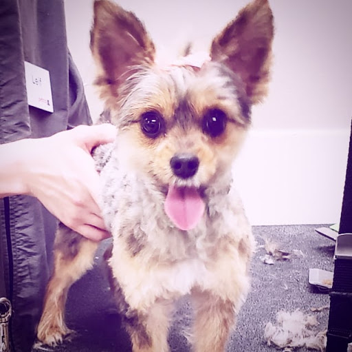 Pet Supply Store «Petco Animal Supplies», reviews and photos, 8700 Preston Rd #105, Plano, TX 75024, USA