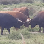 Photo n° 3 de l'avis de Bruno.o fait le 16/04/2018 à 17:44 pour Les Cabanes de Cacharel à Saintes-Maries-de-la-Mer
