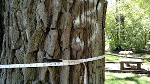 Burnidge Woods Park - photo 4
