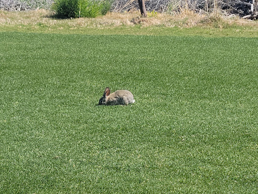 Golf Club «Quarry Pines Golf Club», reviews and photos, 8480 N Continental Links Dr, Tucson, AZ 85743, USA