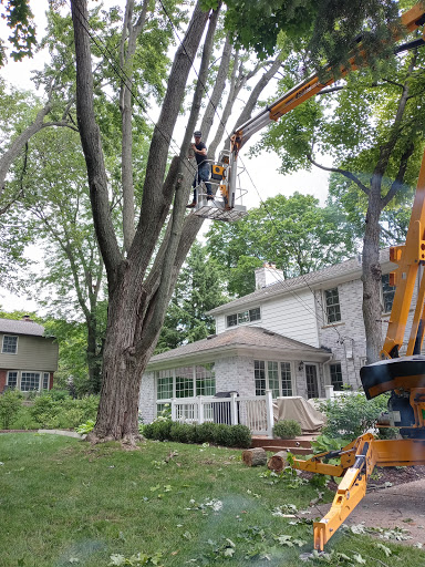 Tree Service «Polgar Tree Service & Removal LLC», reviews and photos