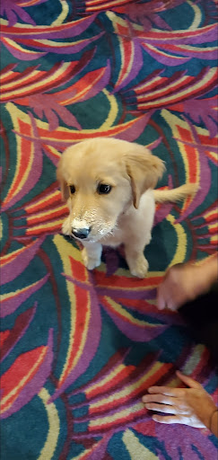 Bowling Alley «All Star Lanes», reviews and photos, 257 Ladd Rd, Walled Lake, MI 48390, USA