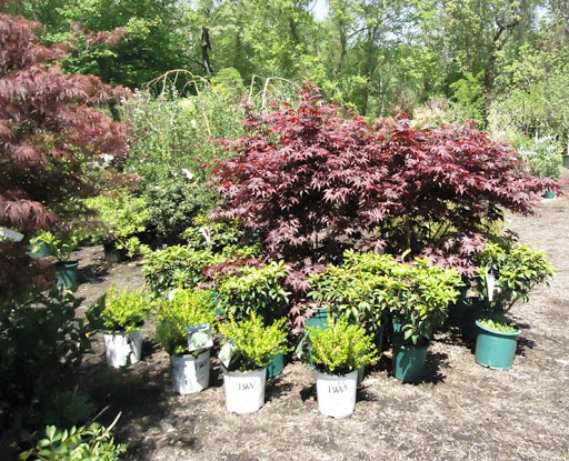 Garden Center «Town & Country Nurseries», reviews and photos, 1036 Saybrook Rd, Haddam, CT 06438, USA