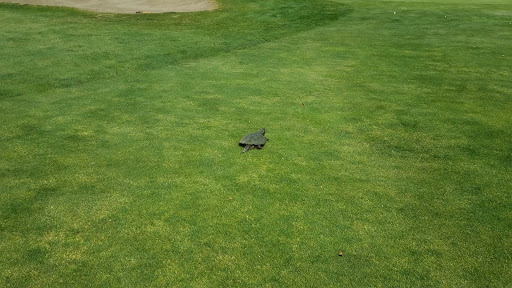 Golf Club «Oak Ridge Golf Club», reviews and photos, 850 S Westfield St, Feeding Hills, MA 01030, USA