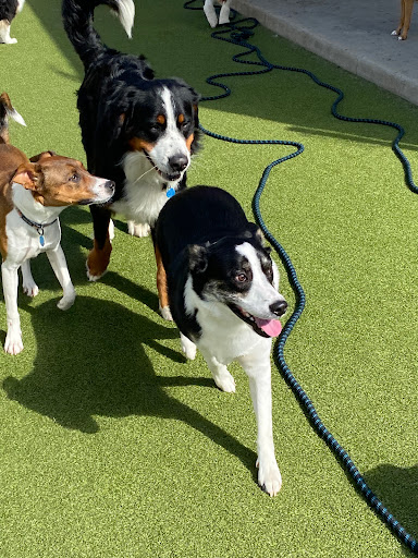 Dog trainer Winston-Salem