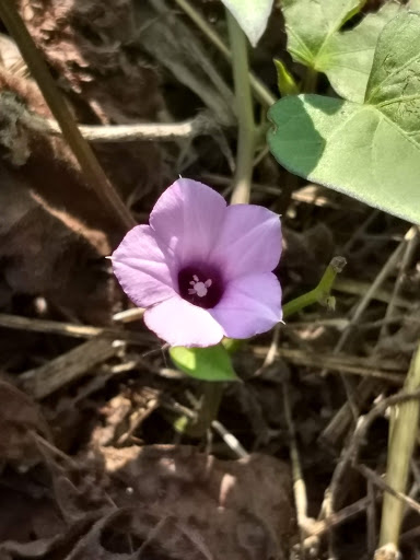 Nature Preserve «Marais Temps Clair Conservation Area», reviews and photos, 5134 Island Road, St Charles, MO 63301, USA