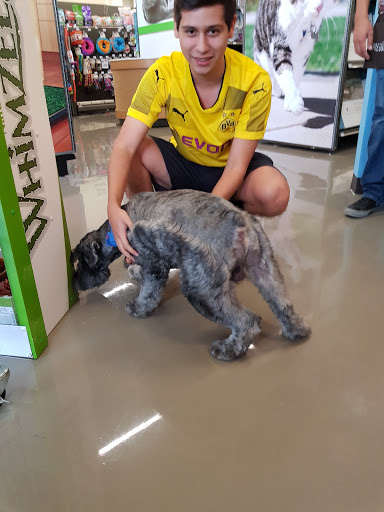 Servicio de adopción de mascotas Mérida
