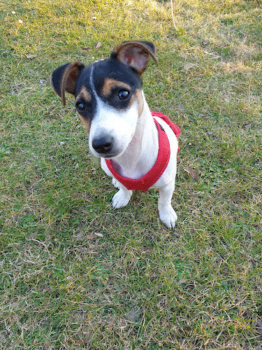 Przychodnia Weterynaryjna HAU-MIAU lek.wet. Iwona Dąbek - Wałbrzych