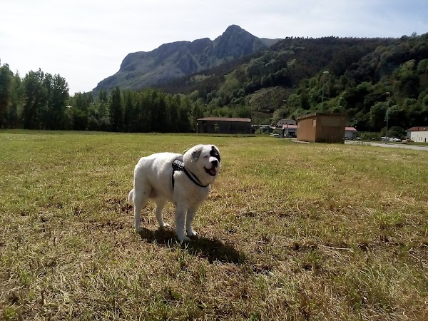 Clínica Veterinaria Sauga-Alto Ason
