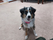 Unleashed Gibsonia - Photo 3 - Car repair in Gibsonia, PA, Pittsburgh