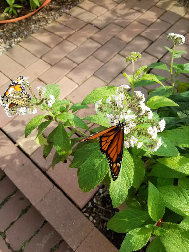 Botanical Garden «Beech Creek Botanical Garden & Nature Preserve», reviews and photos, 11929 Beech St NE, Alliance, OH 44601, USA