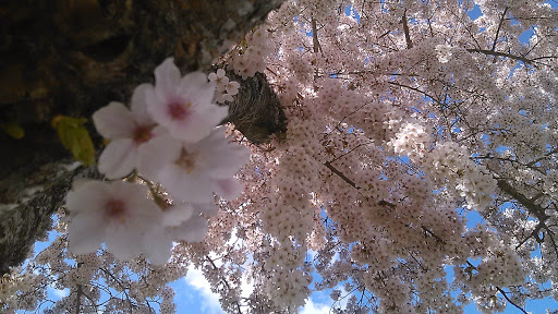 Park «Orchard Park», reviews and photos, 20900 NW Amberwood Dr, Hillsboro, OR 97124, USA