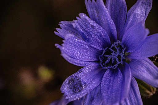 Nature Preserve «Asylum Lake Preserve», reviews and photos, 3836 S Drake Rd, Kalamazoo, MI 49008, USA