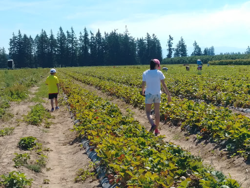 Produce Market «Boones Ferry Berry Farms», reviews and photos, 19602 NE Boones Ferry Rd, Hubbard, OR 97032, USA