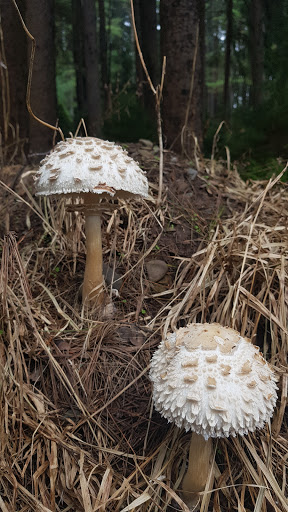 Museum «Dorflinger Glass Museum», reviews and photos, 37 Suydam Dr, White Mills, PA 18473, USA