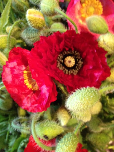 Organic Food Store «Berkeley Natural Grocery Company», reviews and photos, 1336 Gilman St, Albany, CA 94706, USA