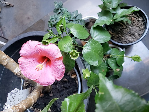 Home Improvement Store «The Home Depot», reviews and photos, 5600 Sunset Blvd, Hollywood, CA 90028, USA