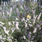 Photo n°9 de l'avis de Linda.a fait le 28/07/2020 à 16:48 sur le  Villa Lavanda Todi à Canonica