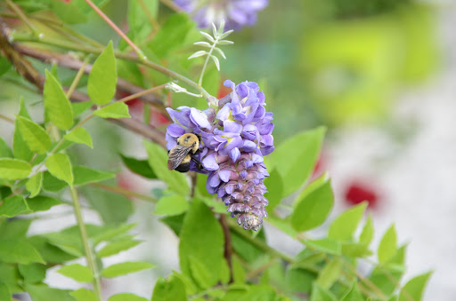 Garden Center «Schott Gardens», reviews and photos, 2209 Nashville Rd, Bowling Green, KY 42101, USA