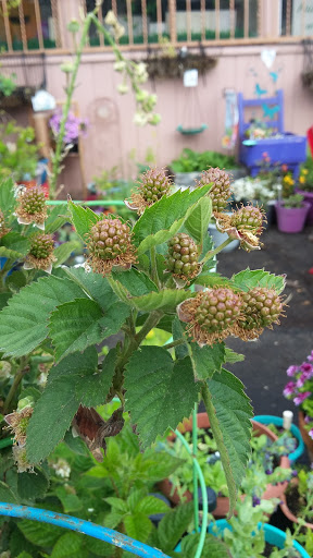 Book Store «Pipe & Thimble Bookstore», reviews and photos, 24830 Narbonne Ave, Lomita, CA 90717, USA