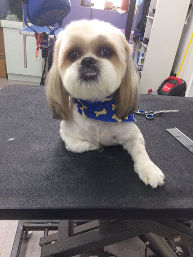 Pet Supply Store «NYC Pet», reviews and photos, 317 Knickerbocker Ave, Brooklyn, NY 11237, USA