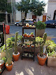 Tiendas para comprar plantas de terraza Buenos Aires