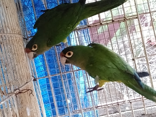 Pet Store «Inez Pet Shop», reviews and photos, 3825 Whittier Blvd, Los Angeles, CA 90023, USA