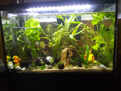 Tropical Fish Store «Aquastetics», reviews and photos, 354 E Main St, Fall River, MA 02724, USA