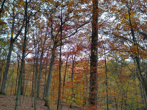 Tourist Attraction «ZipZone Canopy Tours», reviews and photos, 7925 N High St, Columbus, OH 43235, USA