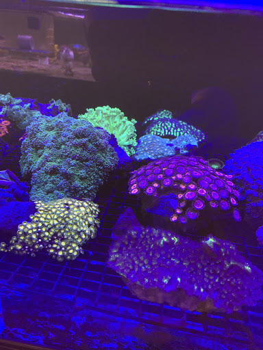 Tropical Fish Store «The Reef Shoppe», reviews and photos, 900 Morris Park Ave, Bronx, NY 10462, USA