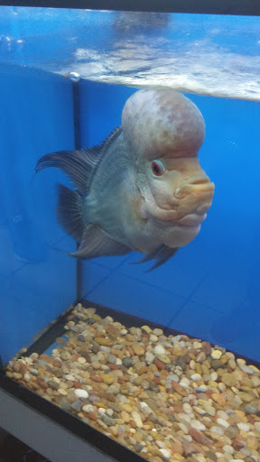 Tropical Fish Store «D & K Aquarium», reviews and photos, 6072 University Ave, San Diego, CA 92115, USA