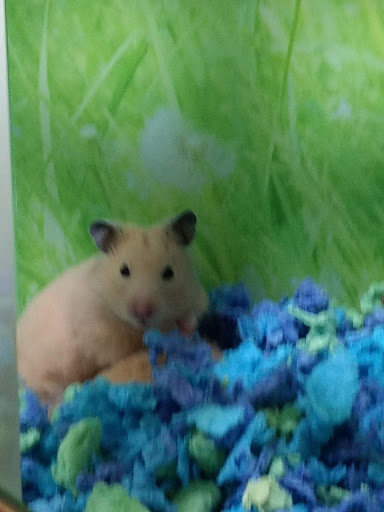 Pet Supply Store «PetSmart», reviews and photos, 625 Baltimore Blvd, Westminster, MD 21157, USA